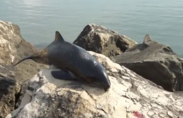Delfin pescuit din greşeală, la Mangalia - vezi video